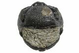 Wide Enrolled Morocops Trilobite - Morocco #296624-2